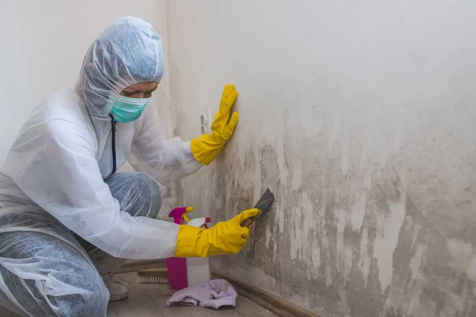 Understanding Mold Remediation: A Comprehensive Approach to Tackling Mold Infestations
